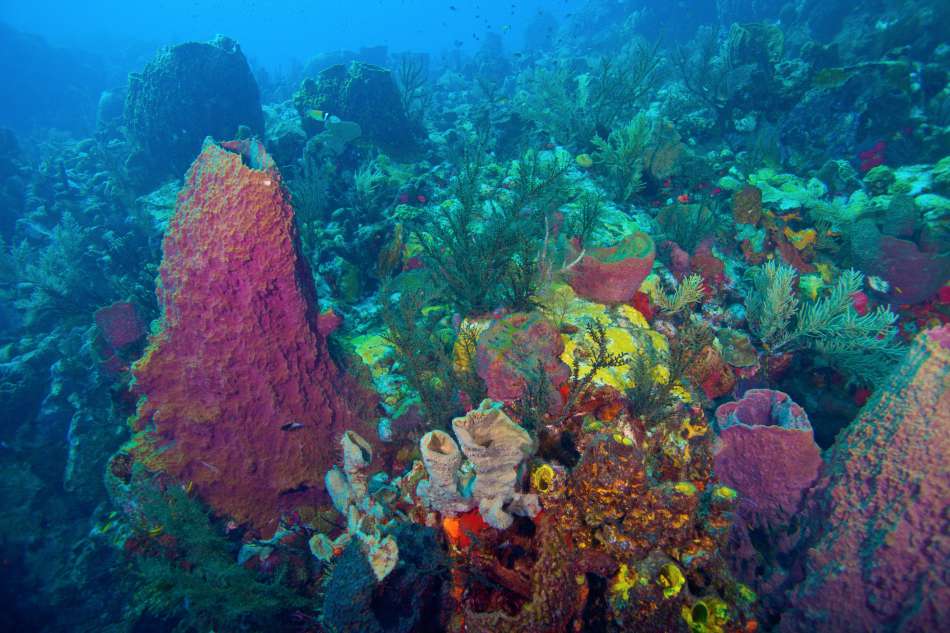 Dominica - Unterwasser | Rifflandschaft | © Dive Dominica