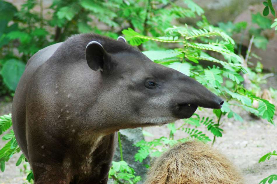 Ecuador | Tapir | © Advantage Travel Ecuador